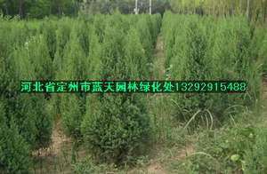 望都塔桧