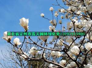 玉兰