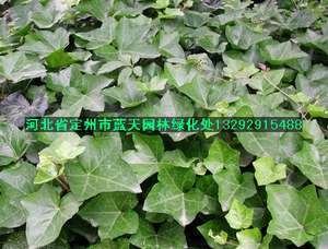 常春藤