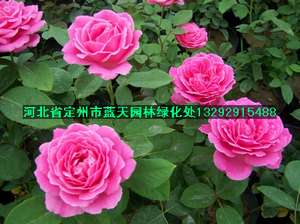 月季