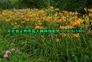 大花萱草